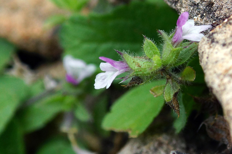 Stachys salisii / Stregona di Salis